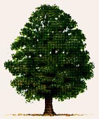 arbre